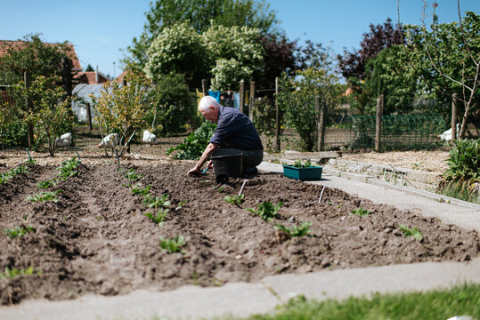 Old man working in his kitchen garden