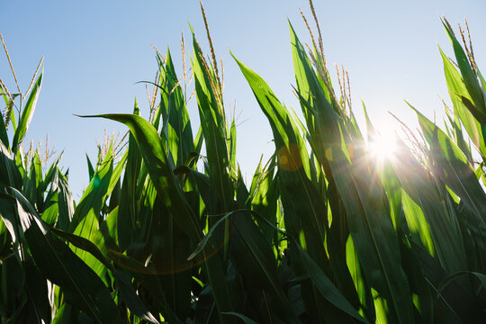 Detail of corn leaves at sunset