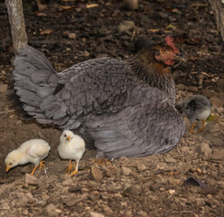 Gallina con sus pollitos en una granja de Panamá