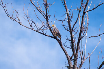 Águila observada en Potrerillos, Chiriquí, Panamá y científicamente conocida como Buteo magnirostris