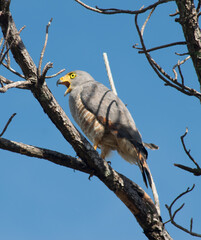 Águila observada en Potrerillos, Chiriquí, Panamá y científicamente conocida como Buteo magnirostris