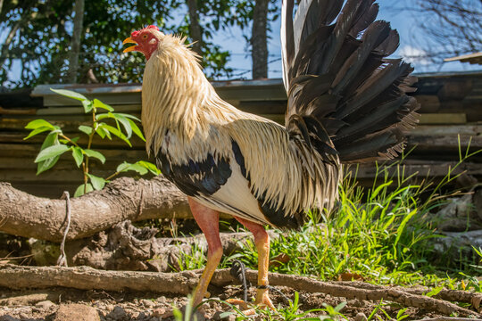 Gallo de pelea con plumas muy coloridas y bien entrenados en Panamá 
