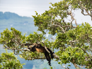 Monos descansando en un árbol ubicado en la Meseta de Chorcha, Chiriquí, Panamá