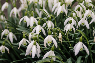 White spring flowers snowdrops grow, background. Among the beautiful snowdrops, there is one ugly one. It symbolizes old age or disease due to a virus. Selective focus and sharpness