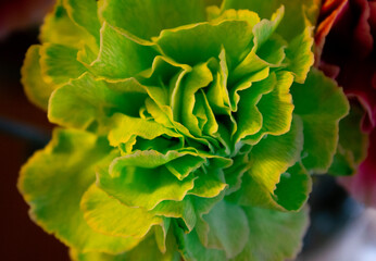 close up of green carnation