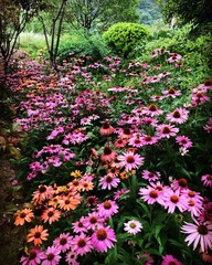 Fototapeta premium flowers in the garden