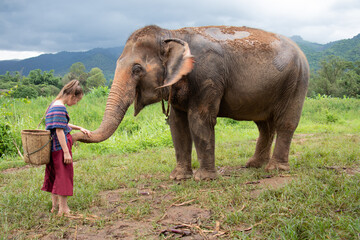 Girl feeding an elephant -North of Chiang Mai, Thailand. A girl is feeding an elephant in a sanctuary for old elephants.