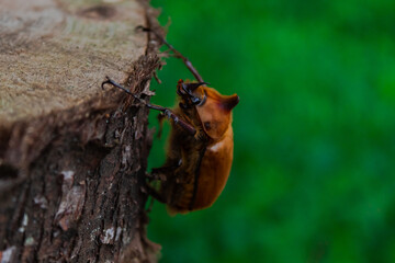 Brown beetle on wood, scientific name is Golofa.