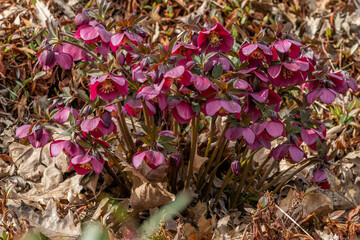 Mass of Helleborus × hybridus John Hopkins flowers in spring border