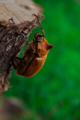 Brown beetle on wood, scientific name is Golofa.