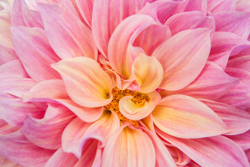 Fototapeta na wymiar USA, Oregon, Portland. Pink dahlia close-up.