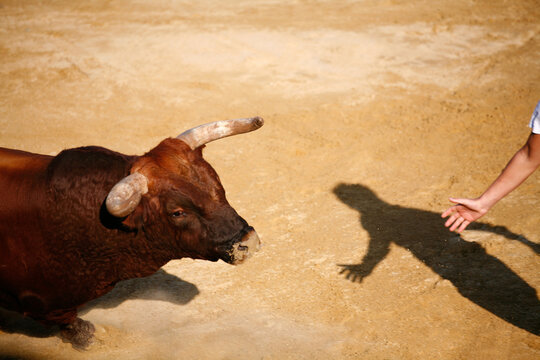 Bullfight