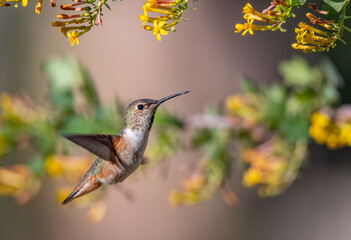 hummingbird on a flower