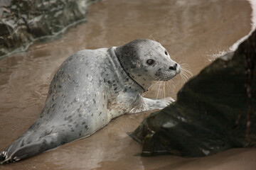 USA, Oregon, Bandon Beach. Lost harbor seal pup on beach.