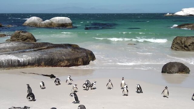 African penguin on sandy beach. Spheniscus demersus also known as jackass penguin and black-footed penguin on Boulders Penguin Colony on Boulders Beach Nature Reserve in Simon's Town in South Africa