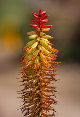 flower of a pine