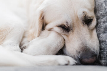 puppy sleeping bunched up