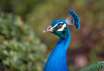 Naklejka premium The majestic Peacock. 