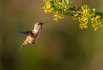 Hummingbird on a flower.