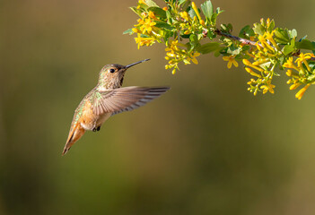 Hummingbird on a flower © martin