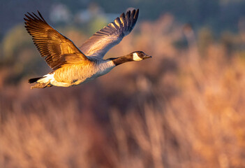 Canada Goose flying away.