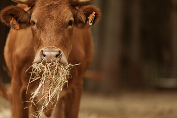 Cows eating Straw.