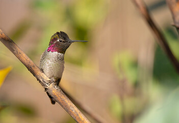 hummingbird on a branch