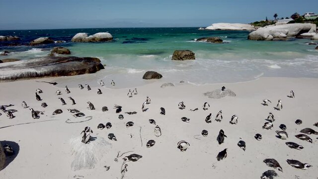 African penguin on sandy beach. Spheniscus demersus also known as jackass penguin and black-footed penguin on Boulders Penguin Colony on Boulders Beach Nature Reserve in Simon's Town in South Africa