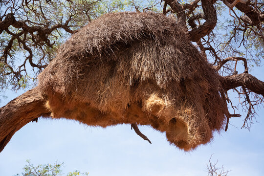 Nest of baya weaver birds in Namibia