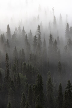 Fototapeta Forest covered in fog