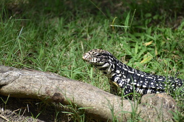 lizard on the grass