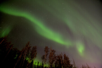 Fototapeta na wymiar The aurora borealis, or northern lights, brightens the March night sky over Wasilla, Alaska.