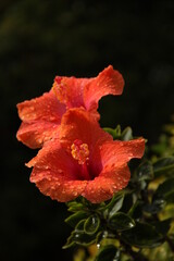 Beautiful red hibiscus flower in my garden in Kiryat Tivon, Israel
