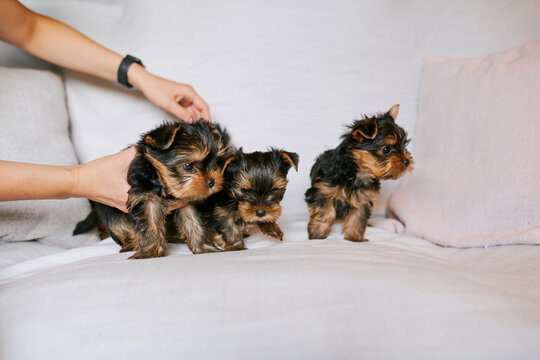 a man shows his Yorkshire Terrier puppies on a sofa in a living room home