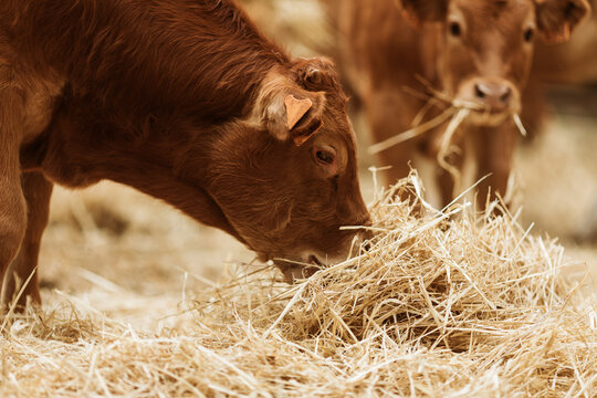 Cows eating Straw.