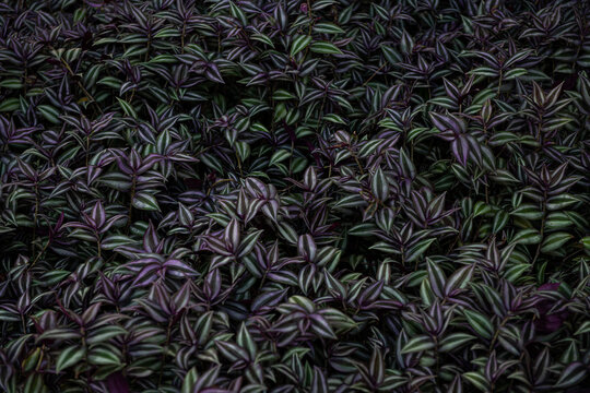 Lots of the Same Plant