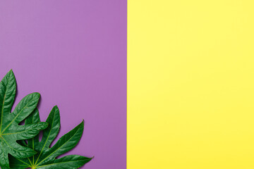 Tropical palm on purple and yellow paper background. Minimal flatlay summer composition.