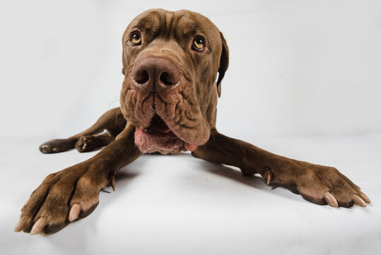 Wrinkly faced