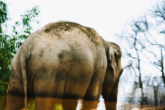 Elephant reflection in the water