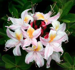 Obraz na płótnie Canvas USA, Oregon. Wild azalea flowers.