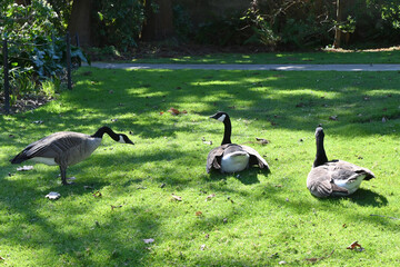 Canadian geese resting in sunny public park