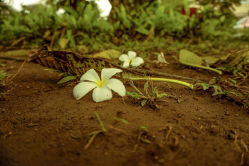 fallen flower