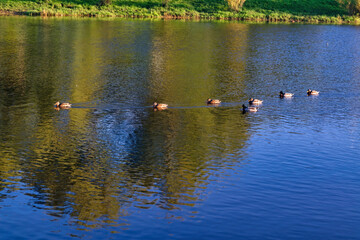 Autumn landscape in a city park on the river bank.
