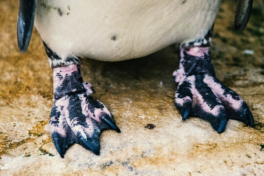 Penguin feet