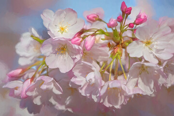 USA, Oregon, Coos Bay. Akebono cherry blossoms close-up.