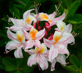 USA, Oregon. Wild azalea flowers.
