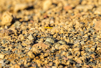 USA, Oregon, Harney County. Killdeer bird eggs in rocky nest.