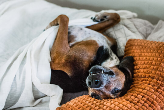 Funny Dog Sleeping position