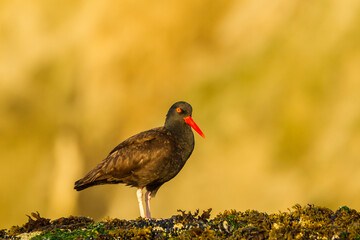 USA, Oregon, Bandon Beach. American oystercatcher close-up.
