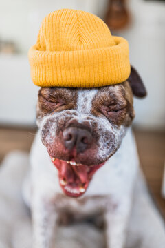 Funny dog yawning